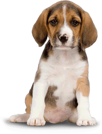 Cute-Brown-Dog