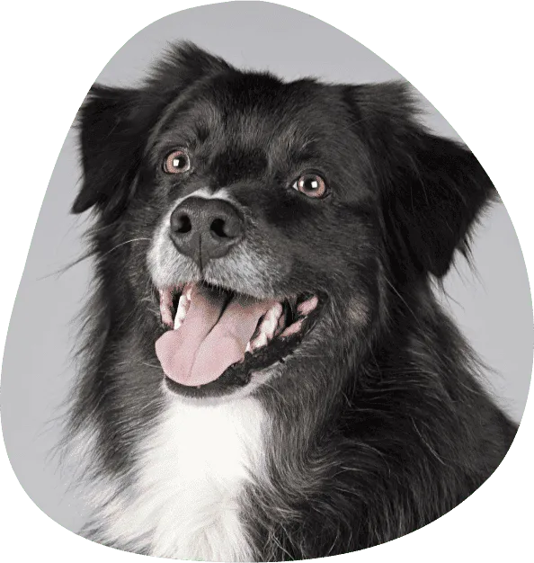 Happy Oval Shape Dog